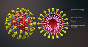 coronavirus images
